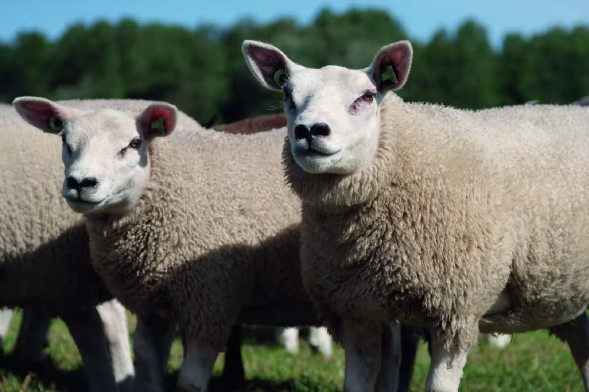 Schapen_Texeler_Oostslaapcomfort